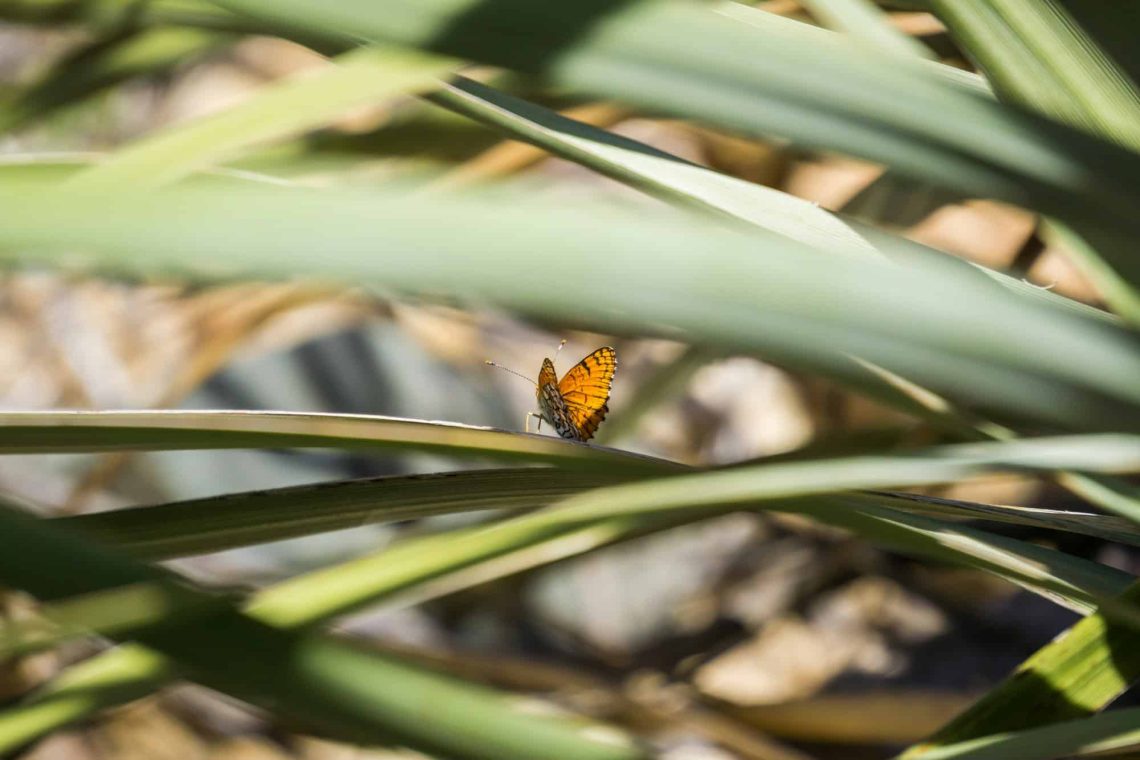 Nématodes Contre Le Charançon Nématodes Contre Charançon Rouge Et Papillon Palmivore - Traitement Biologique - 500 Millions Protection Palmiers Naturel